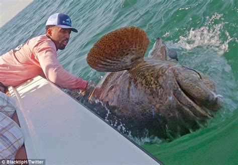 Wilson Chandler Of The Denver Nuggets Catches Pound Goliath Grouper Fish In Florida Daily