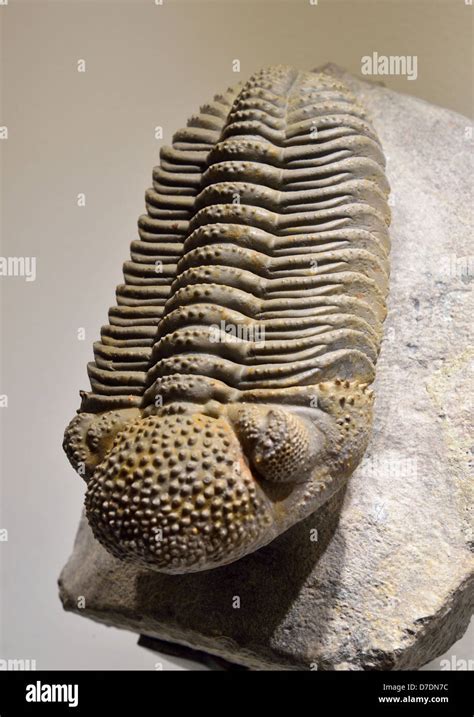 Fossil Trilobite Drotops Megalomanicus Devonian Age Stock Photo Alamy