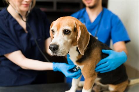 When To Euthanize A Dog With Liver Failure The Right Call