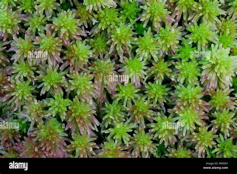 Sphagnum Moss Hi Res Stock Photography And Images Alamy