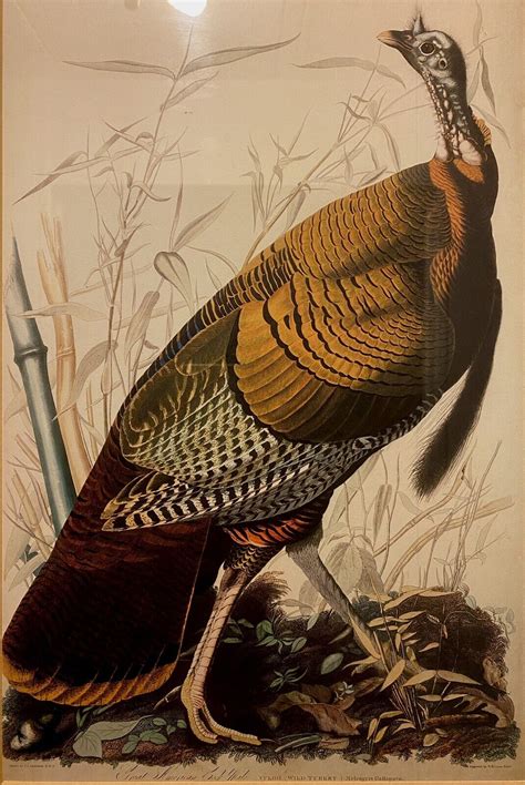 rare jj audubon lithograph plate 1 great american cock wild turkey framed 23x19 ebay