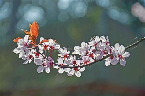 Flowering Cherry Blue Bokeh Stock Image Image Of Garden Spring