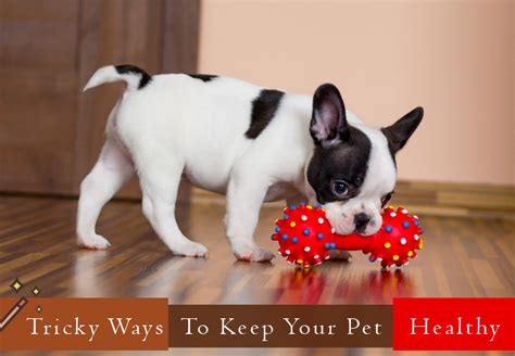 Tricky Ways To Keep Your Pet Healthy Petcaresupplies Blog