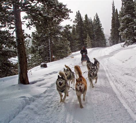 10 Facts About The Iditarod Sled Dog Race Dog Sledding Iditarod Dogs