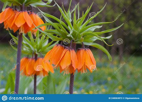 Fritillaria Imperialis The Imperial Grouse Stock Photo Image Of