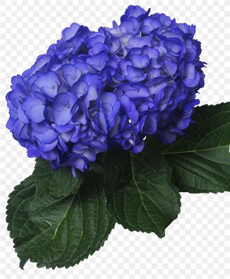 Hydrangea Navy Blue Flower Clip Art Png 823x1000px Hydrangea Annual