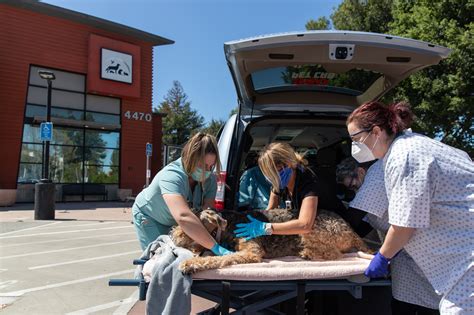 Vet hospitals in danville and lancaster kentucky, providing complete small animal care including dentistry, acupuncture, laser surgery, boarding, grooming and laboratory services. Pet transport company offers rare, no-contact service to ...