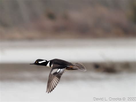 Hooded Merganser In Flight Used Dxo Photo Lab 4 With Deep Flickr