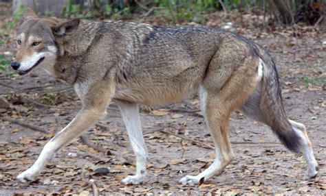 Red Wolf Sixth Extinction Wiki Fandom