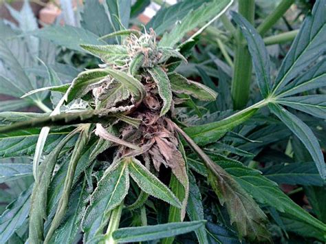 How To Identify And Get Rid Of Cannabis Bud Rot And Mold