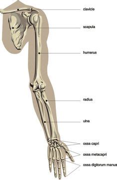 This quiz on human bones is designed to test your knowledge on the location of each individual bone. Bones of the Leg and the Foot - skeleton of the hindlimb | Reference stuff | Pinterest ...