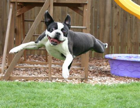 Funny Boston Terrier Dog Flying Crazy Animal A