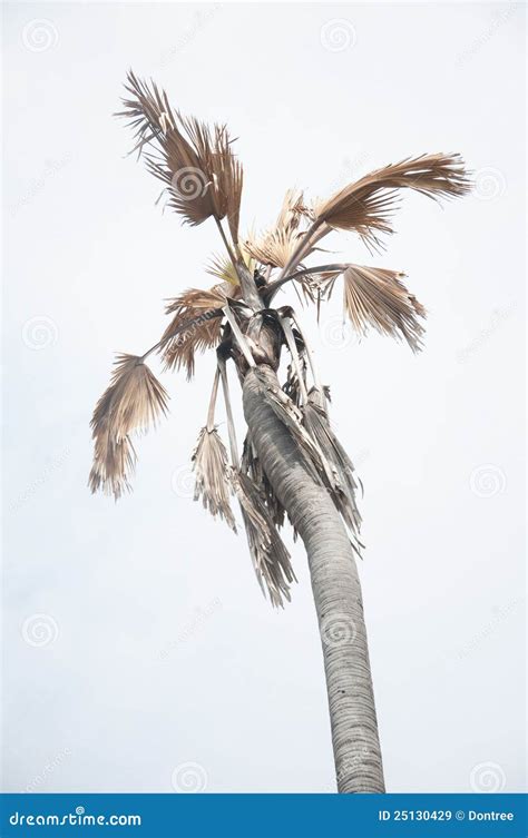 Dying Palm Trees Stock Image Image Of Curve Depression 25130429