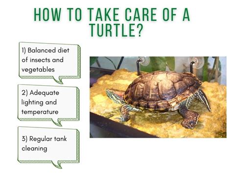 How To Take Care Of A Turtle Turtleholic