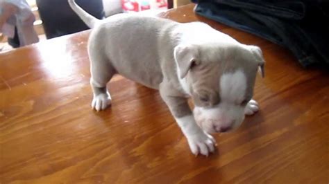 Pitbull Red Nose Puppies Cute Dogs Gallery Red Nose Pitbull Puppies