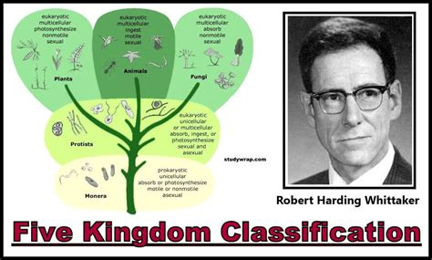 Kingdom Systems Of Classification Of Organisms Study Wrap