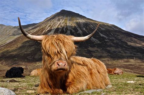 Pin By Shona Crozer On Animals Of Scotland Animal Of Scotland