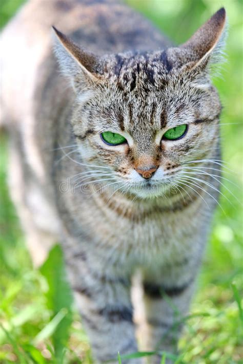 Striped Cat With Green Eyes Stock Photo Image 39512052