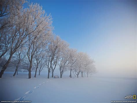 Wallpaper Sunlight Landscape Snow Winter Branch Morning Frost