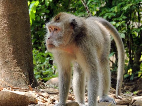 Apa Fakta Fakta Dari Monyet Ekor Panjang Hewan Peliharaan Dictio