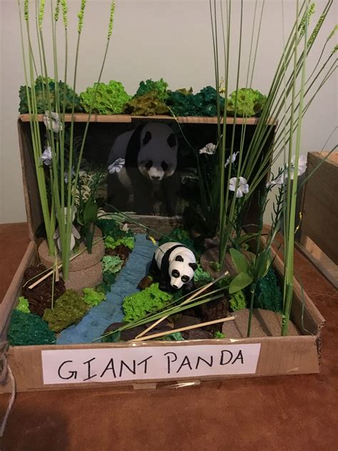 Panda Habitat School Project Mostly Made From Things We Had At