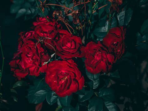 Aesthetic Red Roses Wallpapers Wallpaper Cave