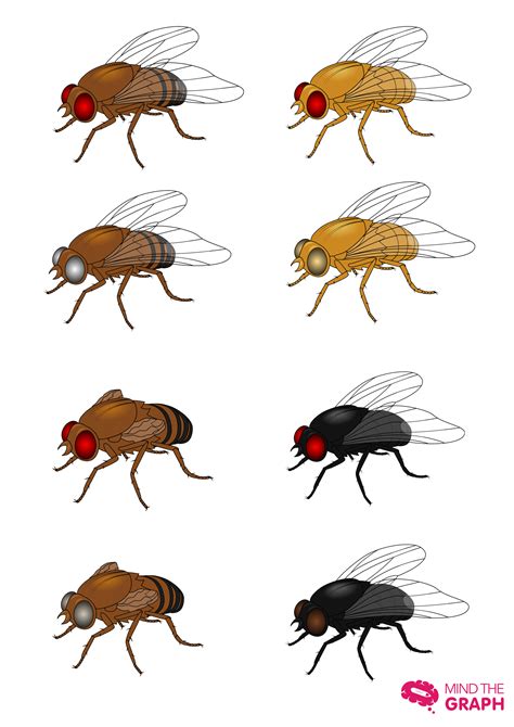 Drosophila melanogaster is a species of fly (the taxonomic order diptera) in the family drosophilidae. Drosophila melanogaster | Mind the Graph