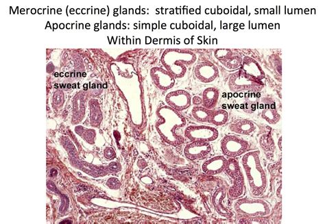 Apocrine Gland Histology