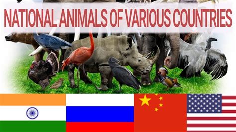 National Animals Of Various Countrieslatest 2018 Youtube