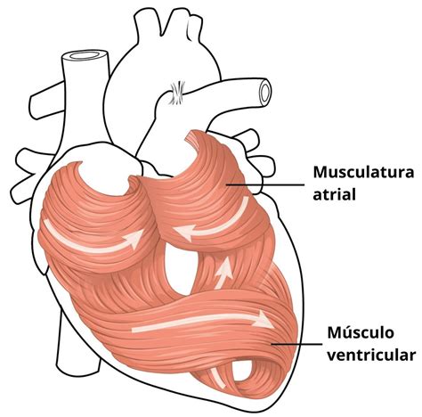 Partes Del Corazón Y Sus Funciones Estructura Arterias Venas 2022