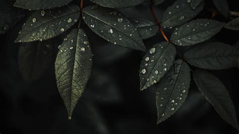 plant leaves water drops dark background 4k hd nature wallpapers hd wallpapers id 74139