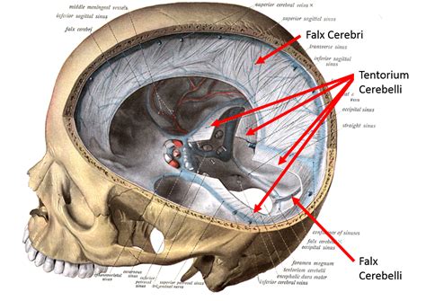 Meninges Of The Brain Diagram
