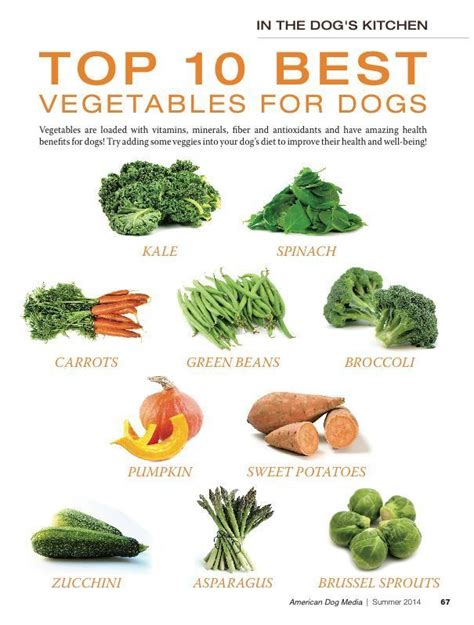 It's also free of artificial additives and questionable meat byproducts. TOP 10 BEST VEGETABLES FOR MY DOG. | Dog vegetables, Make ...