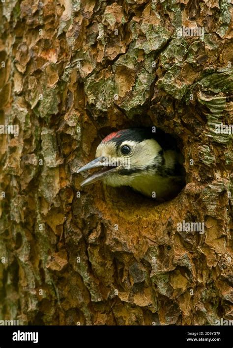 Great Spotted Woodpecker In Its Nest Hole Stock Photo Alamy