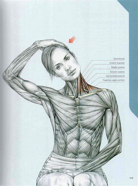 Muscle structure drawing anatomy study anatomy sculpture. 181 best Drawing Reference - Anatomy - Female images on ...