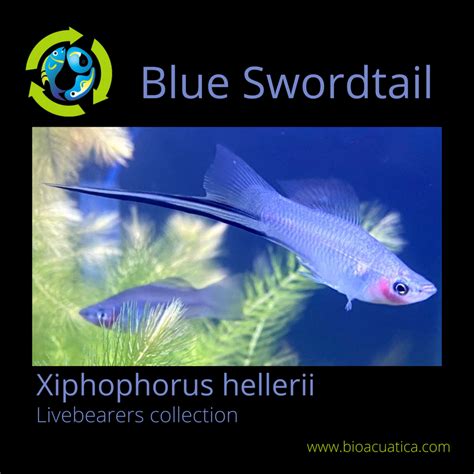 3 Beautiful Sky Blue Swordtail 1 Male 2 Female Xiphophorus Hellerii