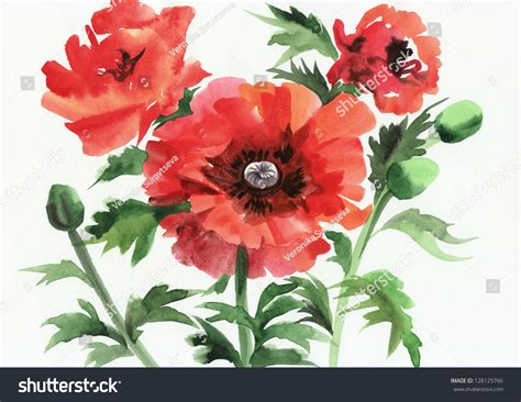 Original Art Watercolor Painting Of Red Poppies Stock Photo 128125766
