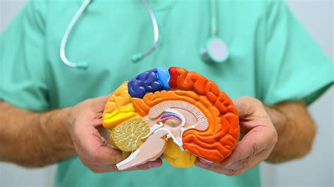 11 estrategias para mejorar la salud del cerebro y evitar el alzheimer infobae