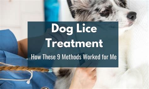 Dog Lice Treatment How These 9 Methods Worked For Me Dogtipsy