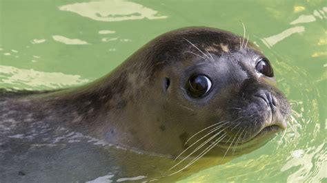 Petition · Free Seals And Other Captive Marine Mammals From Marine
