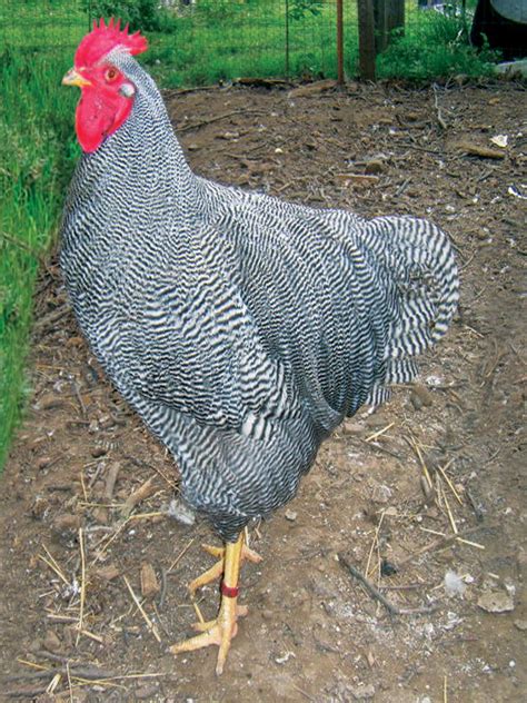 Maybe you would like to learn more about one of these? Backyard Chicken Breeds: Barred Rock | HGTV