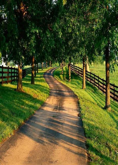 A Dirt Road Surrounded By Lush Green Trees And Fenced In Area With