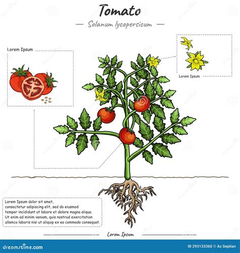 Parts Of Tomato Solanum Lycopersicum Stock Vector Illustration Of