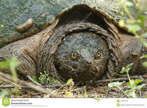Closeup Of Female Snapping Turtle Stock Image Image Of Pinery Bend