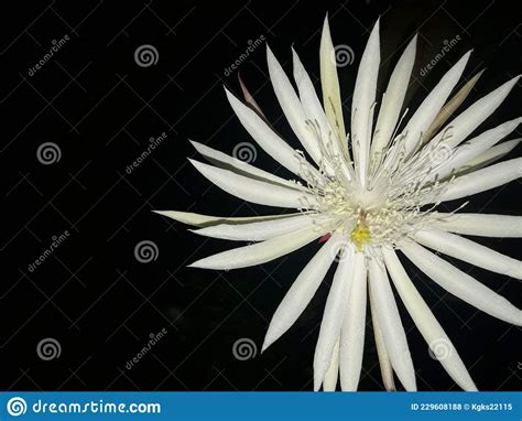 Flower With Pointed Petals In Sri Lanka This Is Called Kadupul Flower