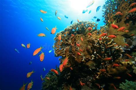 Coral Reef And Tropical Fish Stock Image Image Of Sinai Animal 11591233