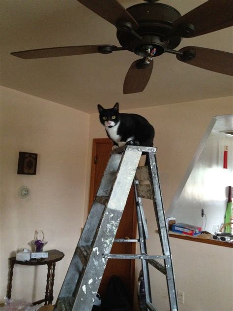 1024 x 1365 jpeg 138 кб. Pin by Angela Erauth on Kitties (With images) | Ceiling ...
