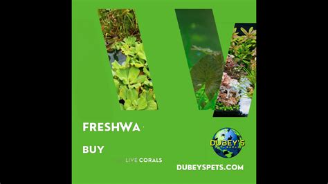 Dubeys Pet World - Exotic Pets, Pet Supplies, Saltwater Fish