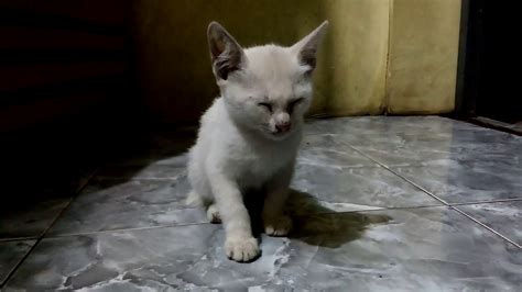 Dan ini adalah sambungannya memandangkan lawak gila gila yg ver 1 dah. Kucing tidur *lawak part1 - YouTube