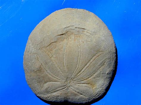 Echinoderm Fossil Collection